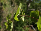 photo thumbnail #9