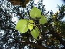 photo thumbnail #12