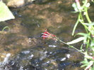 photo thumbnail #14