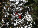photo thumbnail #15