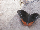 photo thumbnail #6