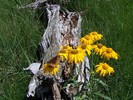 photo thumbnail #7
