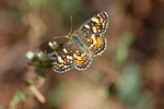photo thumbnail #9