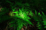 photo thumbnail #12