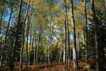 photo thumbnail #14