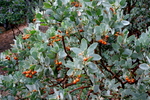 photo thumbnail #9