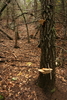 photo thumbnail #13