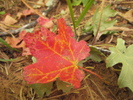 photo thumbnail #9
