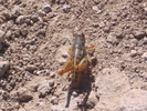 photo thumbnail #7