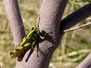 photo thumbnail #9