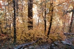 photo thumbnail #10