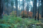photo thumbnail #13