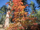 photo thumbnail #13