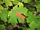 photo thumbnail #14