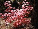 photo thumbnail #15