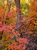 photo thumbnail #14