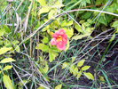 photo thumbnail #2