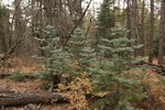 photo thumbnail #15