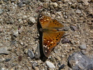 photo thumbnail #10