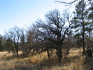 photo thumbnail #4