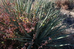 photo thumbnail #4