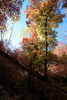 photo thumbnail #11