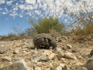 photo thumbnail #10