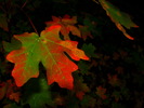 photo thumbnail #8
