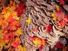 photo thumbnail #12