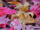 photo thumbnail #14