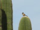 photo thumbnail #6