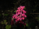 photo thumbnail #11