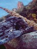 photo thumbnail #9