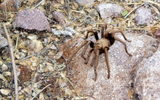 photo thumbnail #10