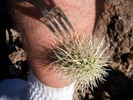 photo thumbnail #12