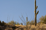 photo thumbnail #8