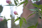 photo thumbnail #14