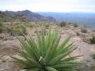 photo thumbnail #4