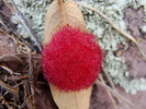 photo thumbnail #11