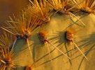 photo thumbnail #2