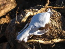 photo thumbnail #8