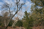 photo thumbnail #12