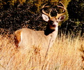 Featured Detail Photo
