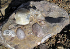 photo thumbnail #14