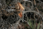 photo thumbnail #14