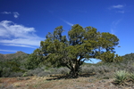 photo thumbnail #15