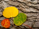 photo thumbnail #6