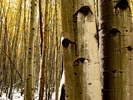 photo thumbnail #12