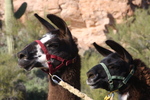 photo thumbnail #15