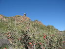 photo thumbnail #3